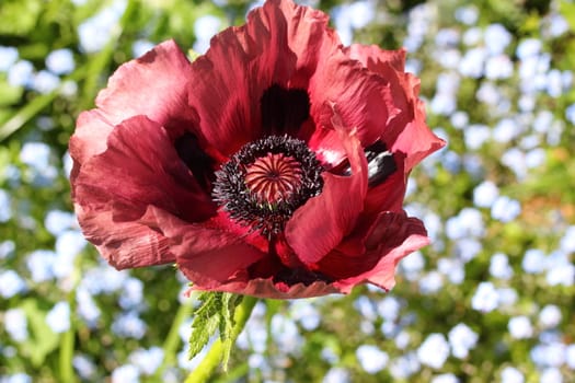 Poppy