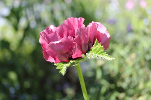 Poppy