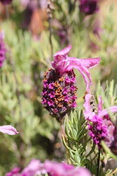 lavender