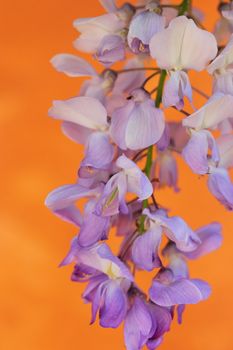 wisteria sinensis