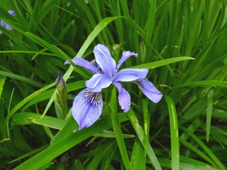 iris
