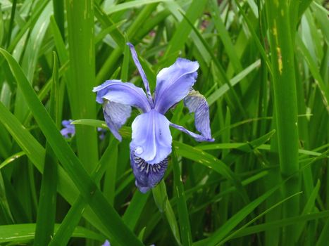 iris
