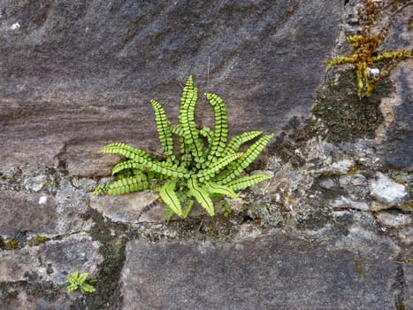 young fern