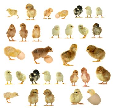 chick on a white background                               
