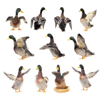 Wave of a wing of a duck