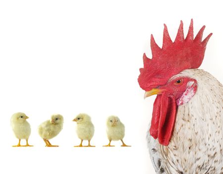 cock and chicks on a white background                               