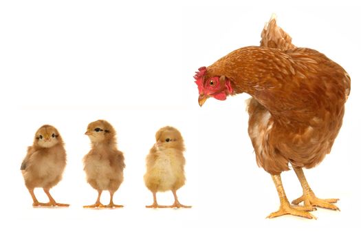 brown hen on a white background