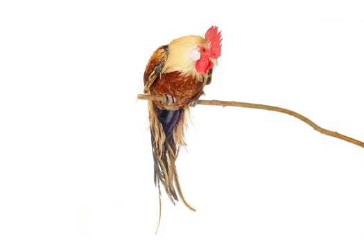  thoroughbred brown cock on a white background