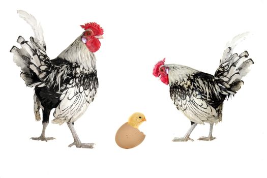cock on a white background                                      