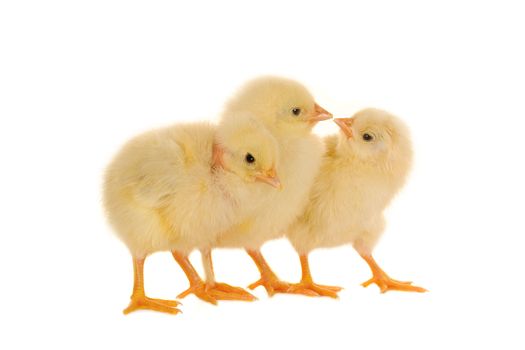 chicks on a white background     