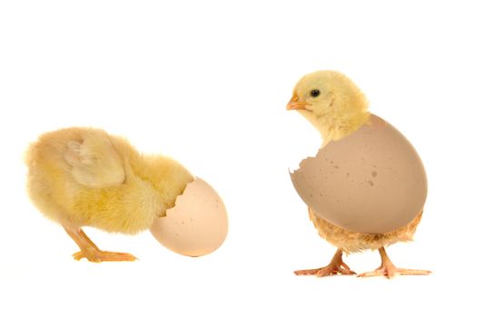 chick on a white background                               