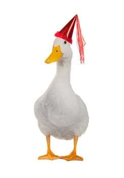  duck white on white a background           