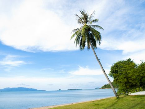 Coconut tree on the beach in Thailand