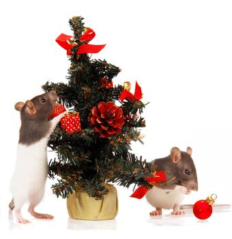  rat on a white background                                