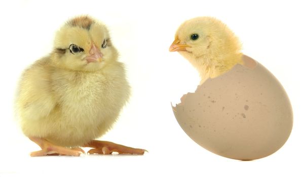 chick on a white background                               