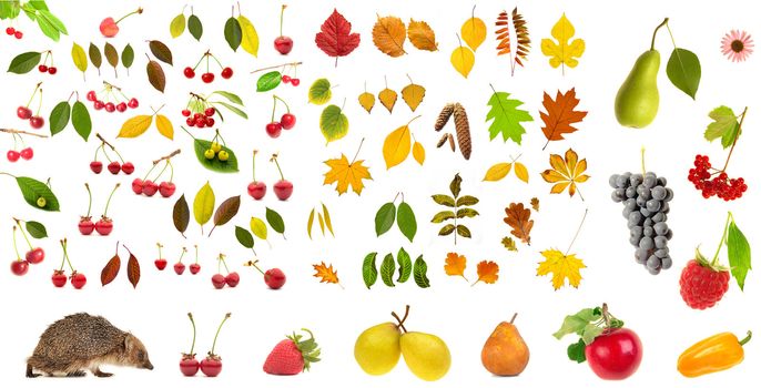  Isolated a hedgehog and fruit 