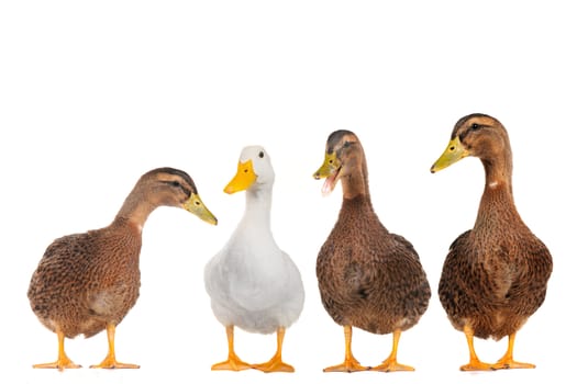 Four ducks on a white background           