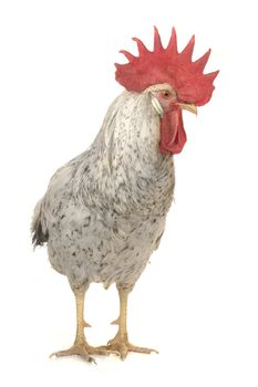   white cock on a white background