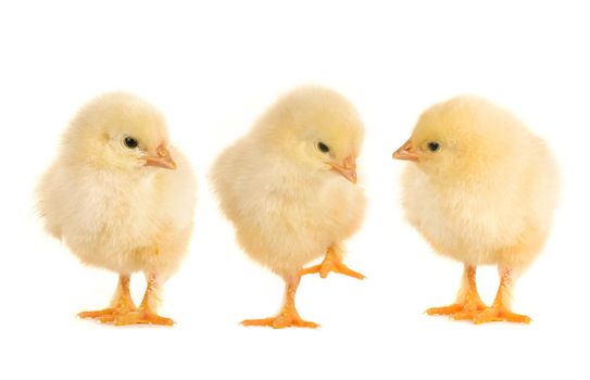  chicks and  on a white background