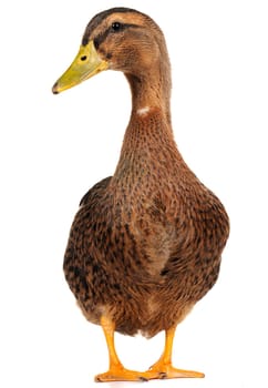  duck on a white background           