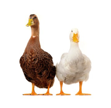 two duck on a white background                           