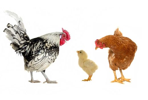 hens on a white background                                      