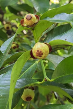 Young mangosteen (Garcinia mangostana Linn.) fruit growing on tree as tropical Thai fruit