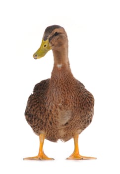  duck on a white background           