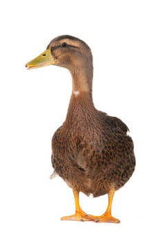  duck on a white background           