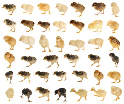 Going chicken on a white background