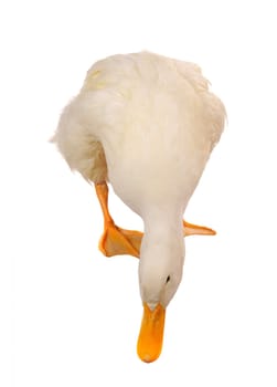  duck on a white background           