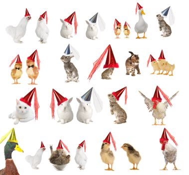 Animals in celebratory caps on a white background