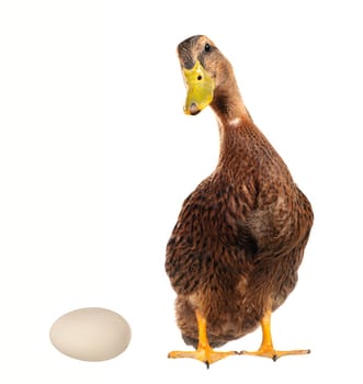  duck on a white background           