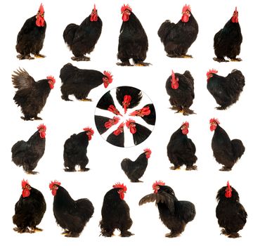  black cock on a white background