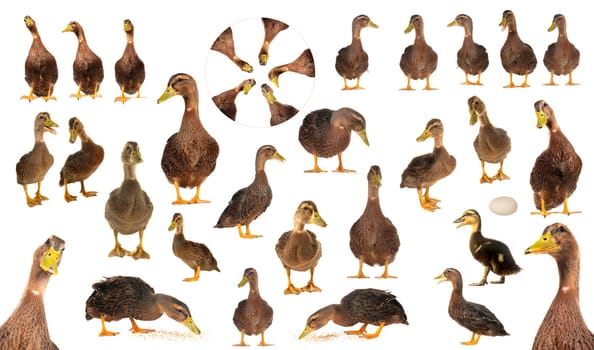  duck on a white background           