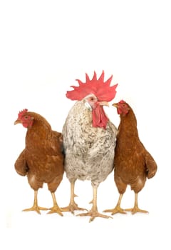cock and brown hen on a white background