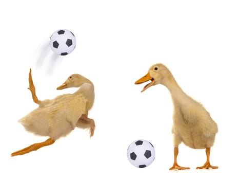 Ducks playing football on a white background