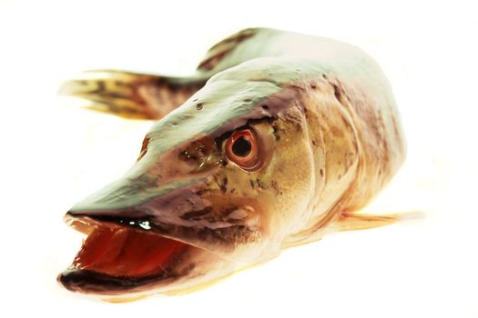 pike �n a white background