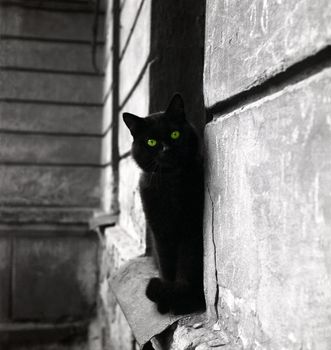 Black cat �n a grey background