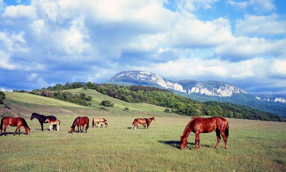 Horses on a background of mountains