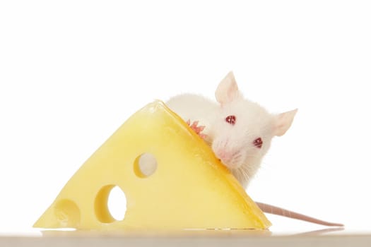 Rat on a white background                               