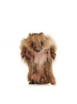 Standing hedgehog on a white background
