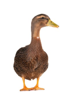  duck on a white background                           