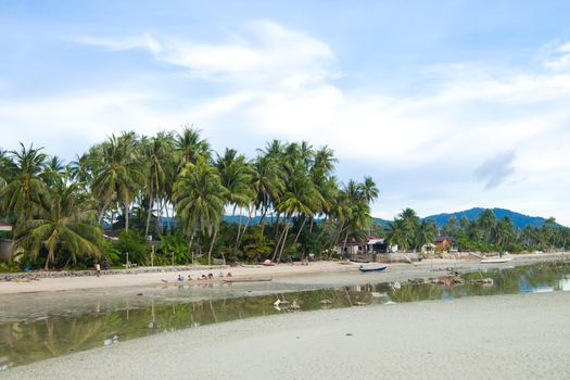 Coconut tree on the beach in Thailand