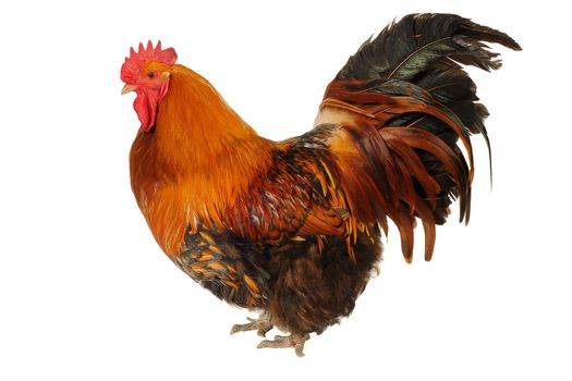 red cock on a white background