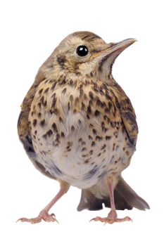 song thrush  on a white background