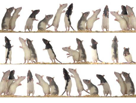 rats on white background - collection                               
