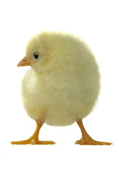 chick on a white background                                         