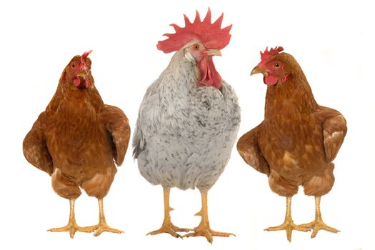  thoroughbred brown cock on a white background