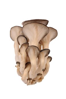Oyster mushrooms on a white background